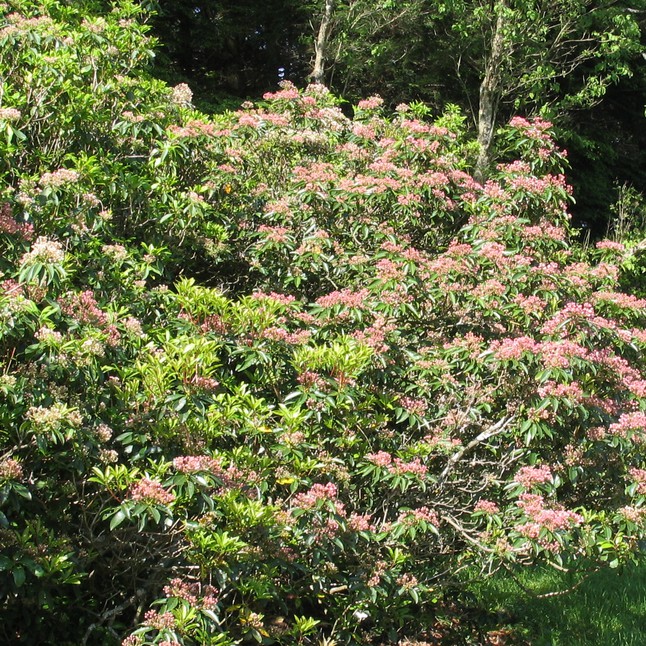 CRCCD Mountain Laurel Connecticut’s Conservation Districts