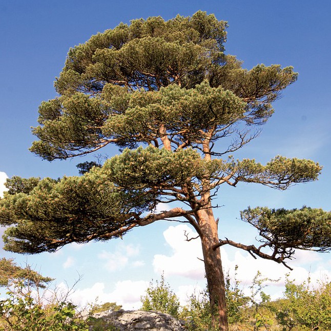 NCCD Scotch Pine Connecticut’s Conservation Districts