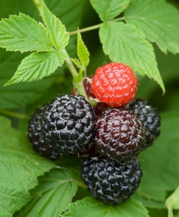 CRCCD Black Raspberry ‘Jewel’ (plugs) Connecticut’s Conservation