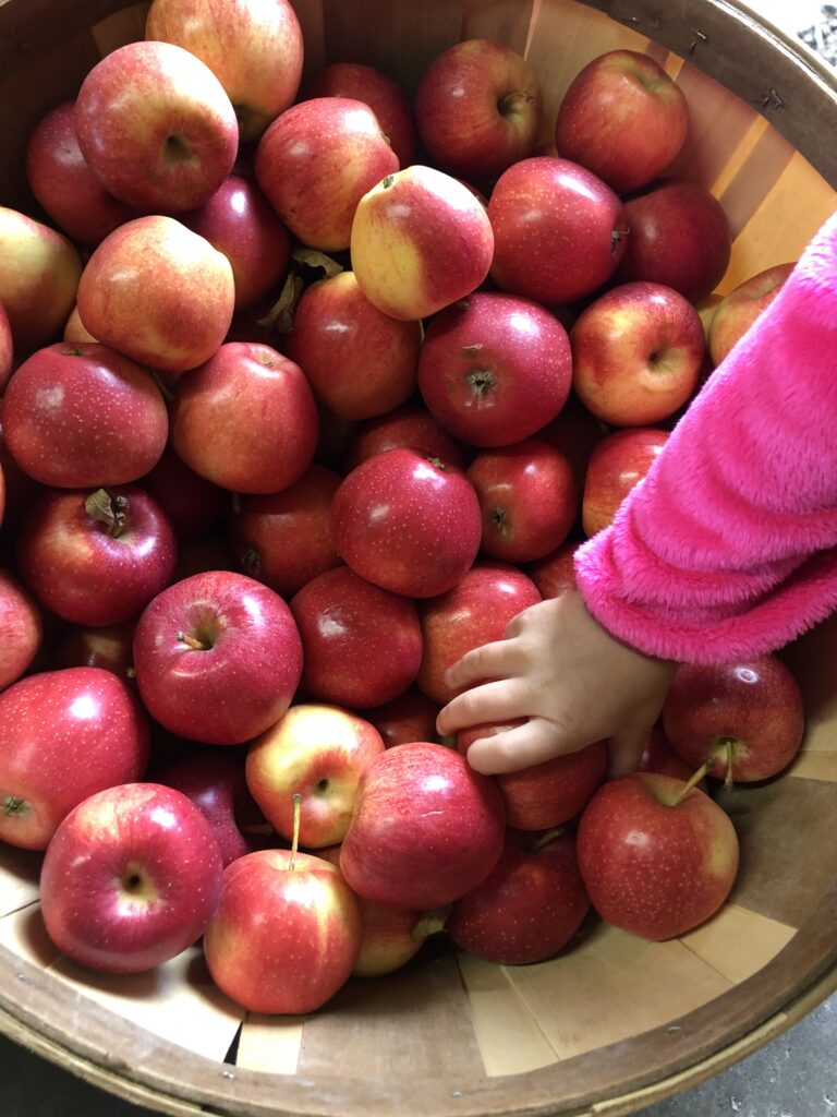 The Top Ten Spots To Go Apple Picking Near Cincinnati