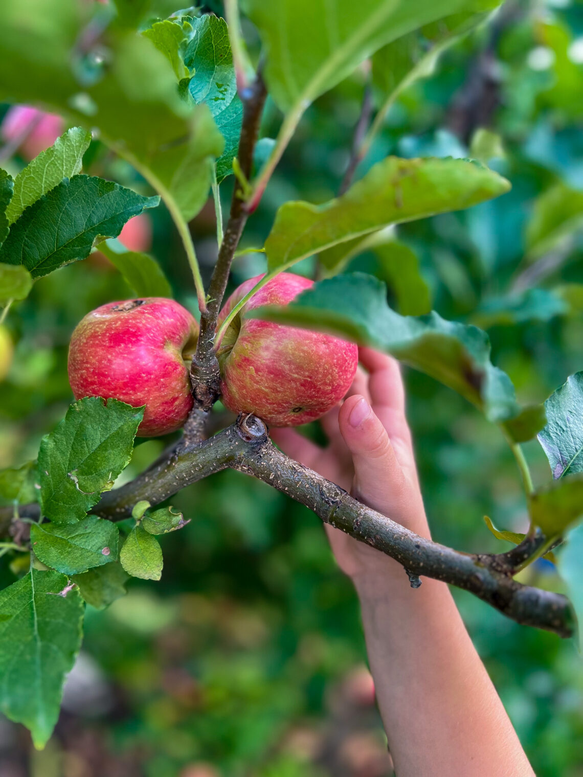 The Top Ten Spots To Go Apple Picking Near Cincinnati