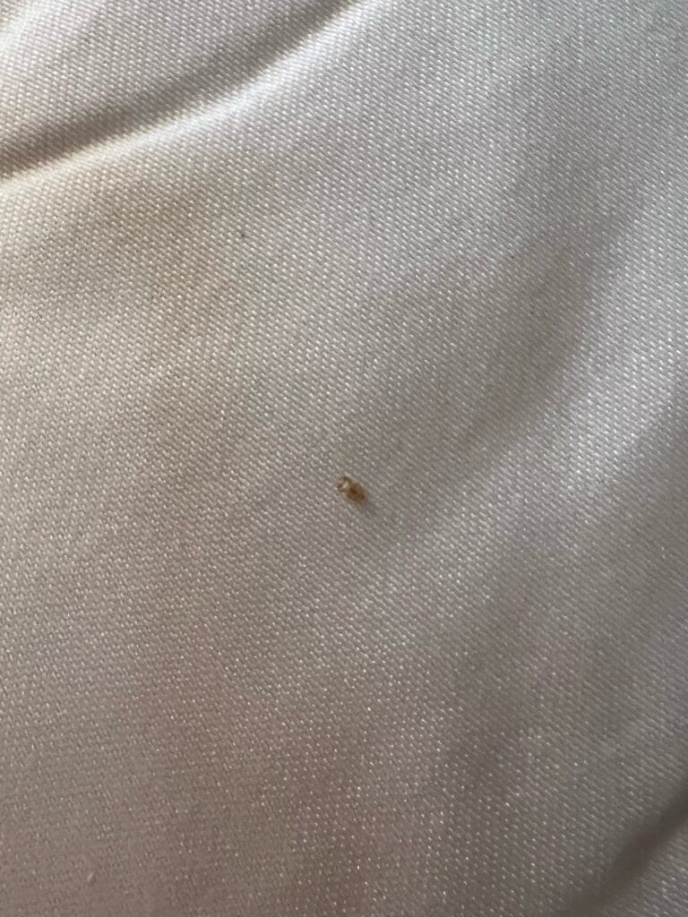 What To Do If Your Hotel Has Bed Bugs And How Not To Bring Them Home