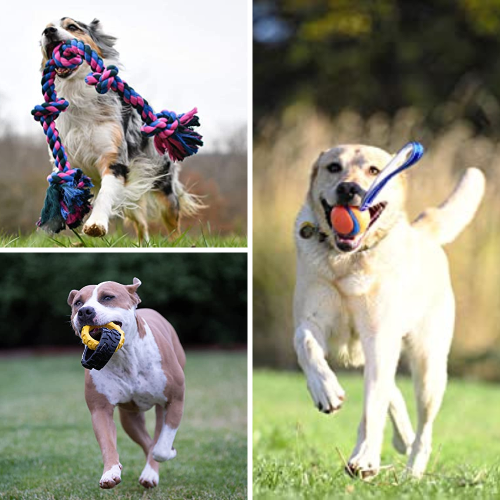 The Best Tug Toys For Dogs Get Ready To Play!