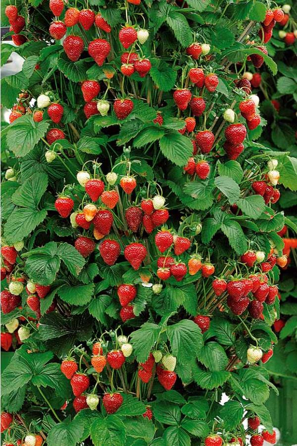 16 façons d'aménager un potager sur le balcon quelques