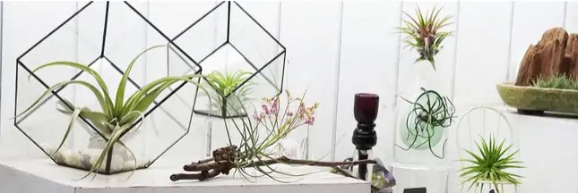Tillandsia cette mystérieuse plante sans racine