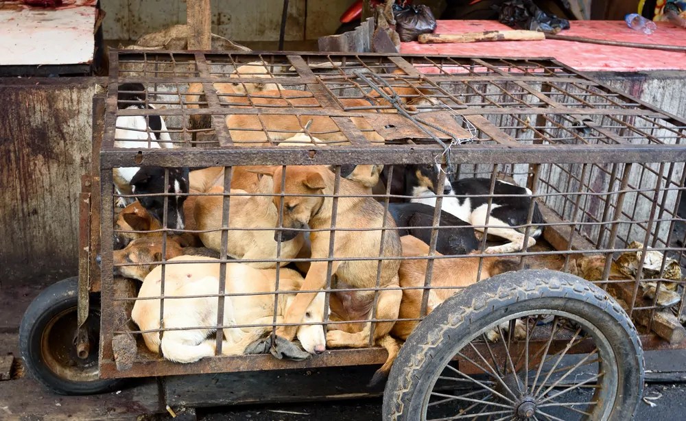 Bientôt la fin de la viande de chien au festival de Yulin