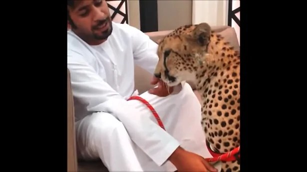 Des animaux sauvages de compagnie la tendance aux Émirats arabes unis