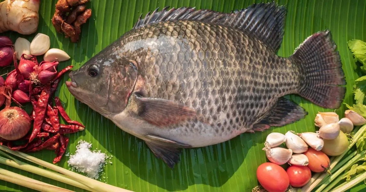 Tilapia 10 raisons de faire de ce poisson son allié santé AbidjanTV