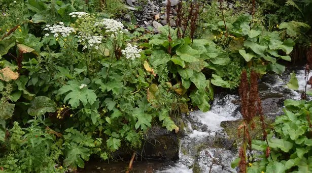 Berce du Caucase attention, cette plante courante