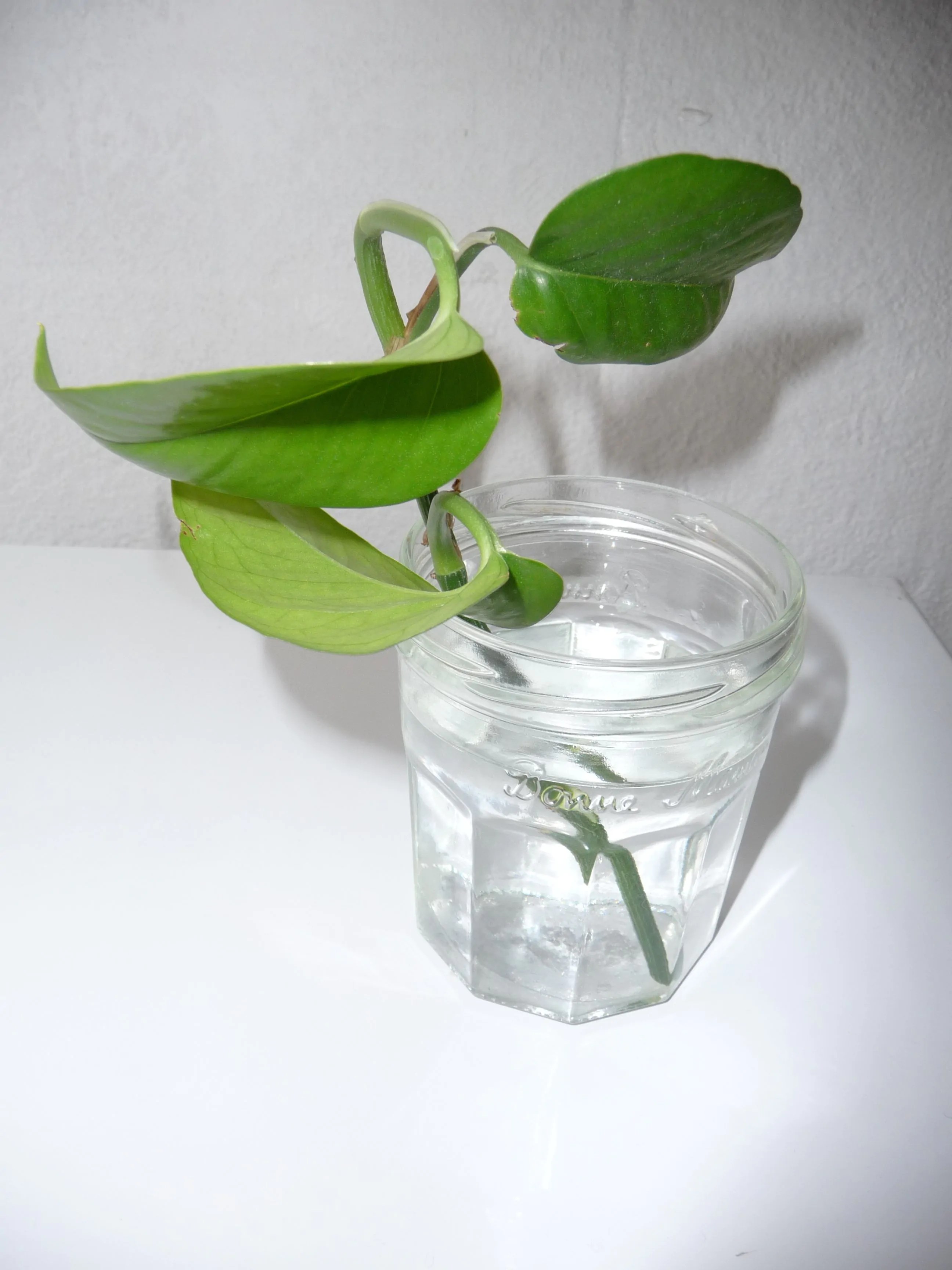Comment réaliser une bouture de plante dépolluante le Pothos