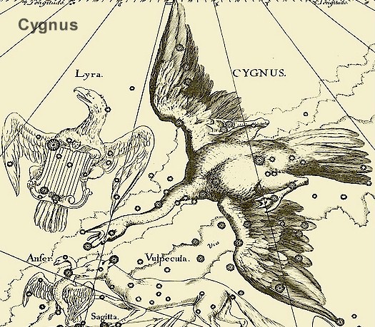 Cygnus