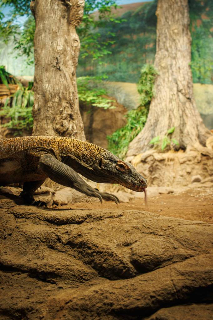 Seattle zoo’s enclosure lights create ideal Komodo habitat