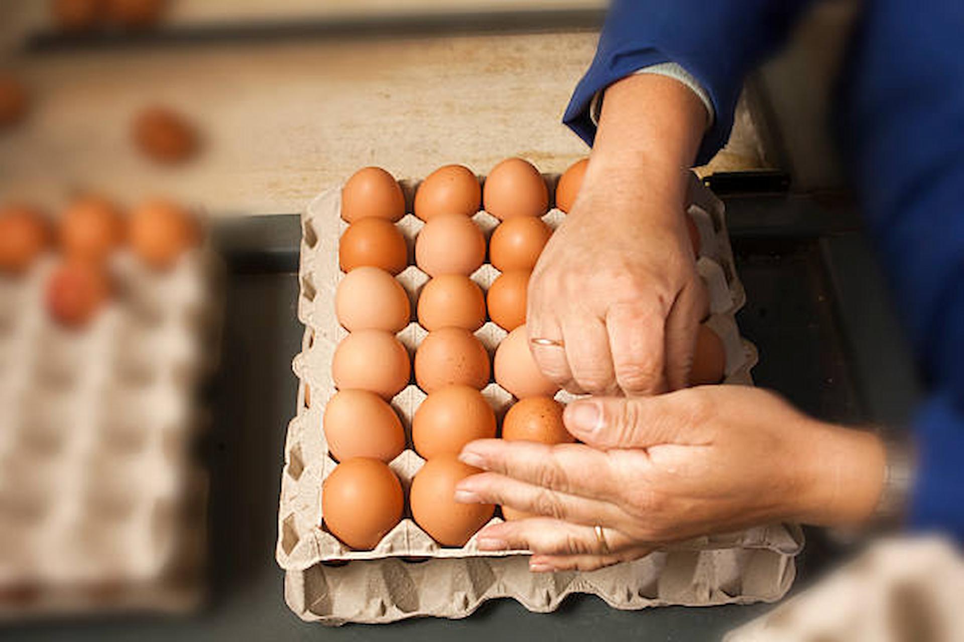 Hillandale Farms On Sustainable Farming