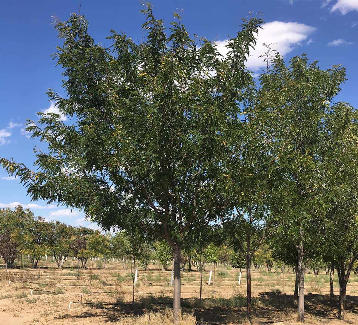 Continental Tree Farms Inc. Deciduous Trees