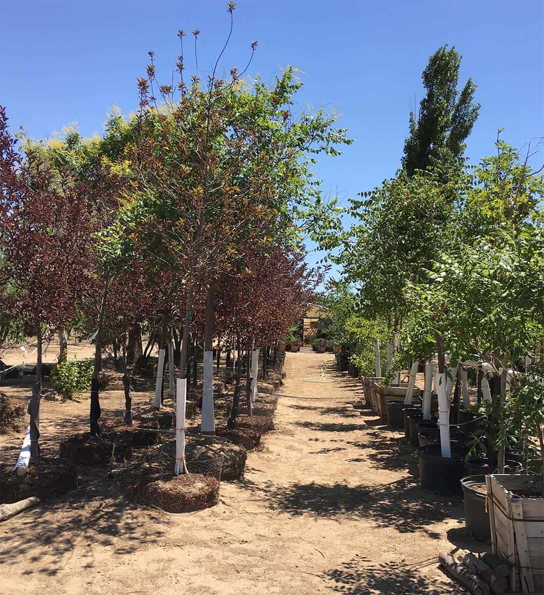 Continental Tree Farms Inc. Deciduous Trees