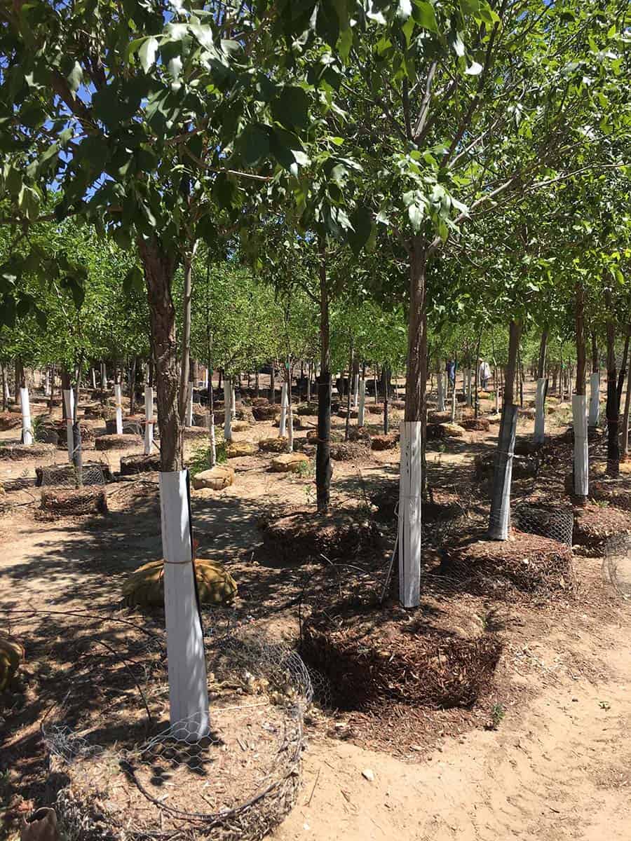 Continental Tree Farms Inc. Deciduous Trees