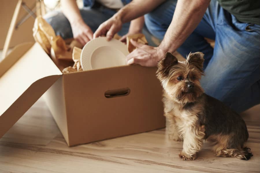 How to Move With a Dog Continental Van Lines