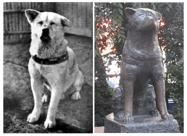 A história de Hachiko, o cão que inspirou o filme "Sempre ao seu lado