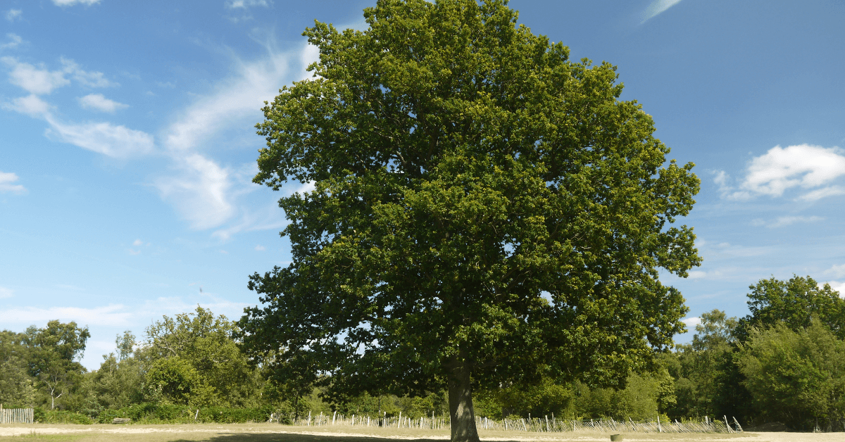 Great British Trees — Contours Walking Holidays