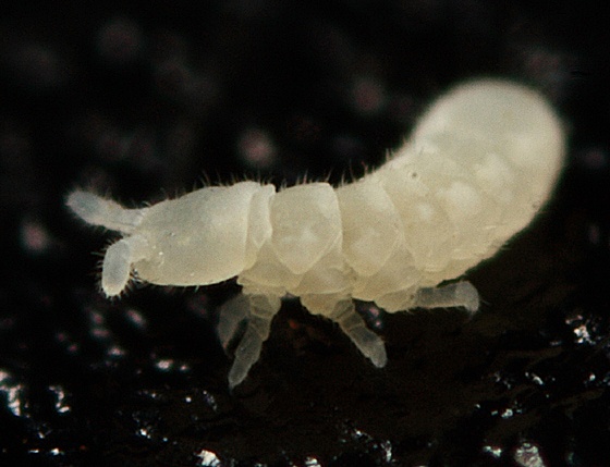 Springtails The Jumping Bug Control Solutions Inc.