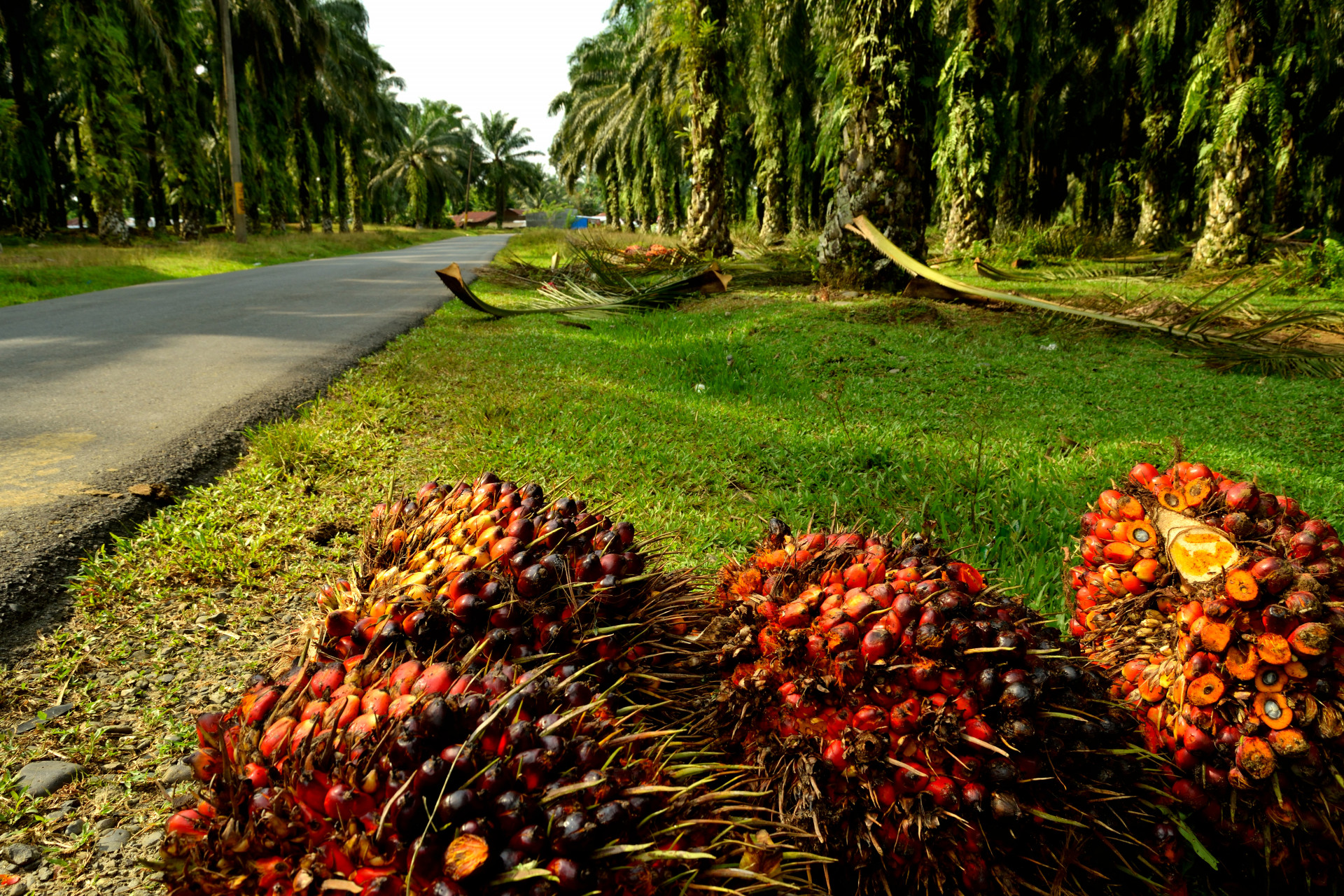 RSPO Roundtable on Sustainable Palm Oil Control Union Global