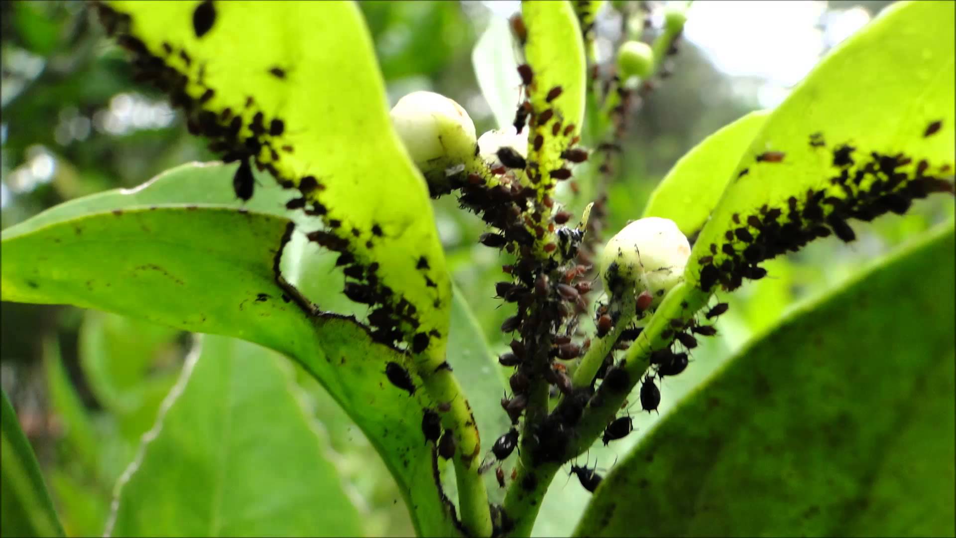 Tratamientos naturales para plagas ConvivirPress