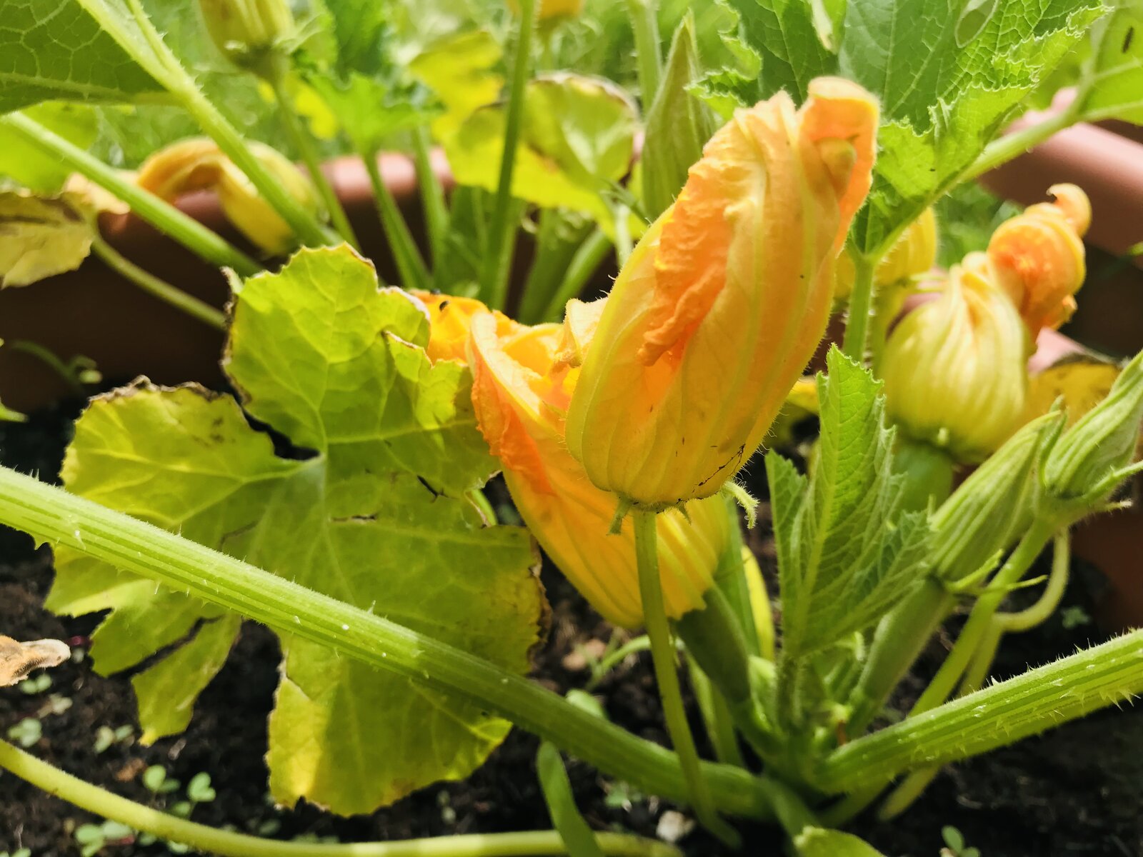 Courgette flower.jpeg CookingBites Cooking Forum