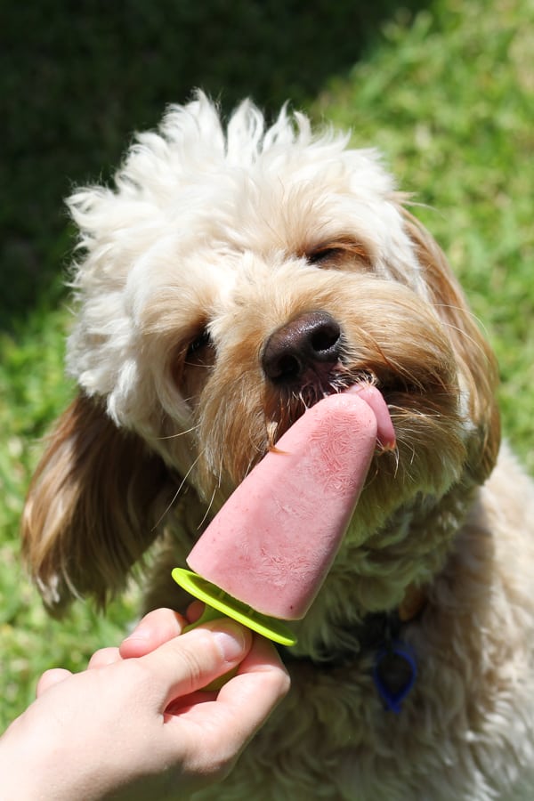 Dog Popsicles [Pupsicles] Cook it Real Good