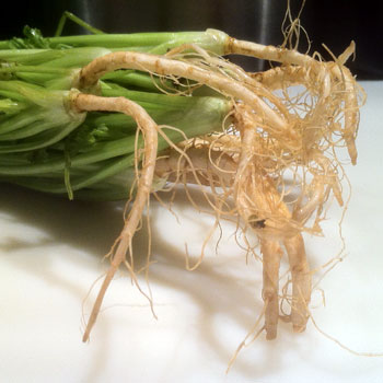 Coriander Root - Cooksinfo