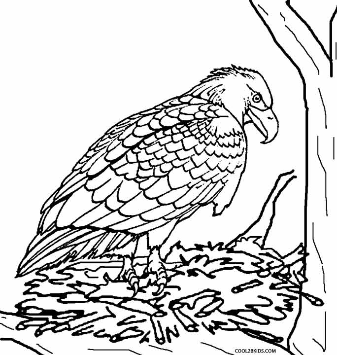 Printable Eagle Coloring Pages For Kids Cool2bKids