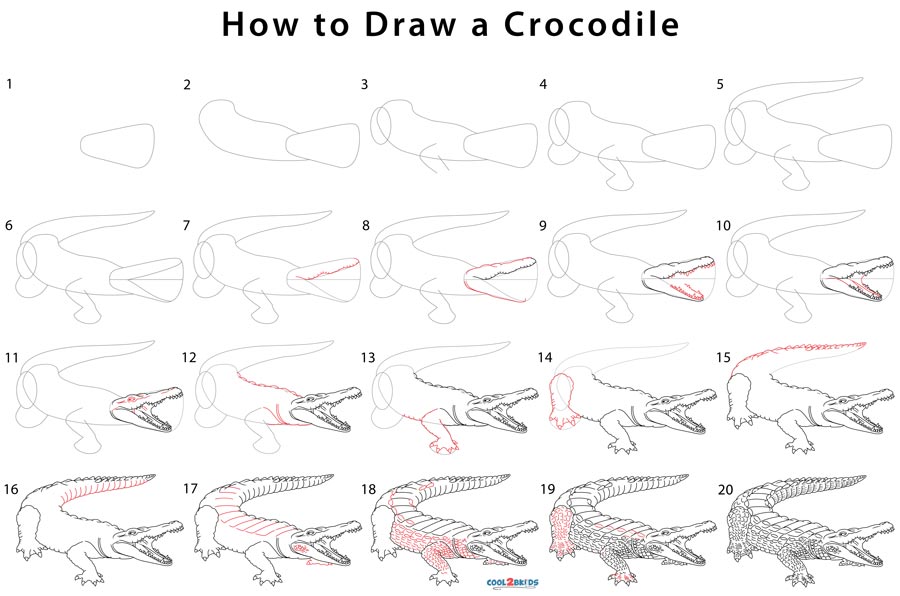 How to Draw a Crocodile (Step by Step Pictures)