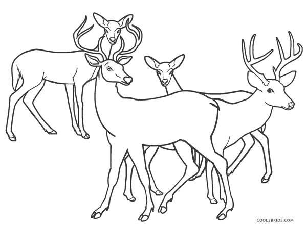 Free Printable Deer Coloring Pages For Kids Cool2bKids