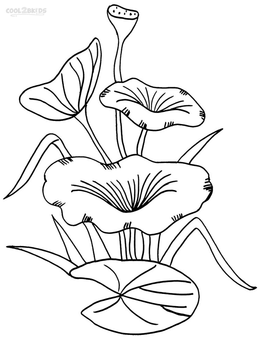 Coloriages Nénuphar Coloriages Gratuits à Imprimer
