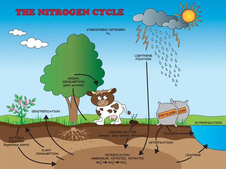 Nitrogen Cycle Facts for Kids (Explained!) Education site