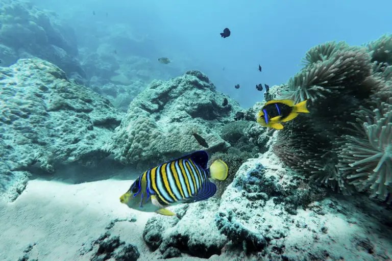 Ocean Biome Facts for Kids CoolaBoo Education Site