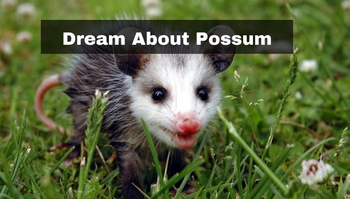 Dream About Possum Meaning and Interpretation Cool Astro