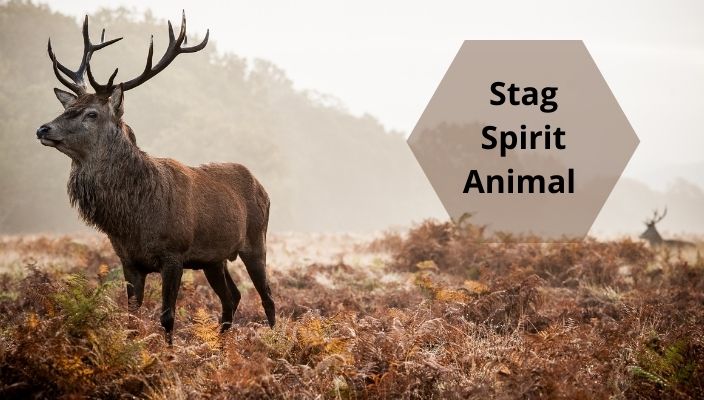 Stag Spirit Animal Meaning and Symbolism Stag Spirit Totem