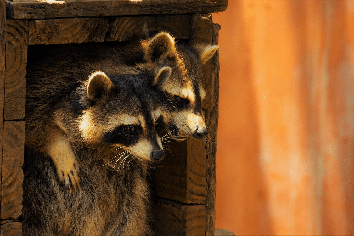8 Smells That Attract Raccoons What You Need to Know Cool Astro