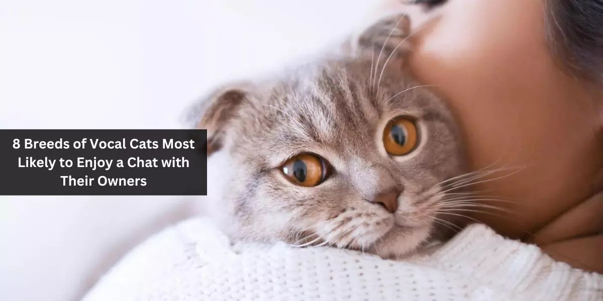 8 Breeds of Vocal Cats Most Likely to Enjoy a Chat with Their Owners