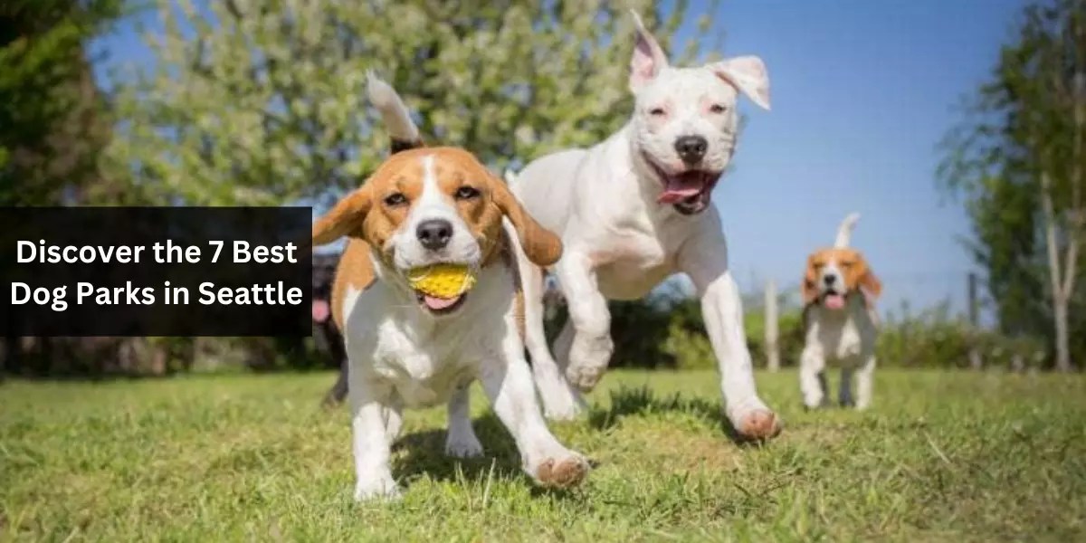 Discover the 7 Best Dog Parks in Seattle