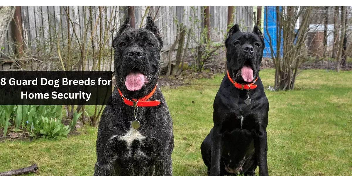 8 Guard Dog Breeds for Home Security