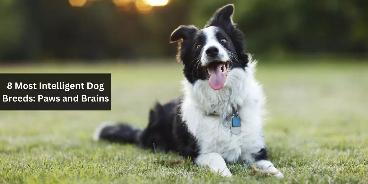 8 Most Intelligent Dog Breeds Paws and Brains