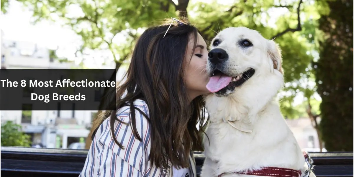 The 8 Most Affectionate Dog Breeds Your Ultimate Cuddle Companions
