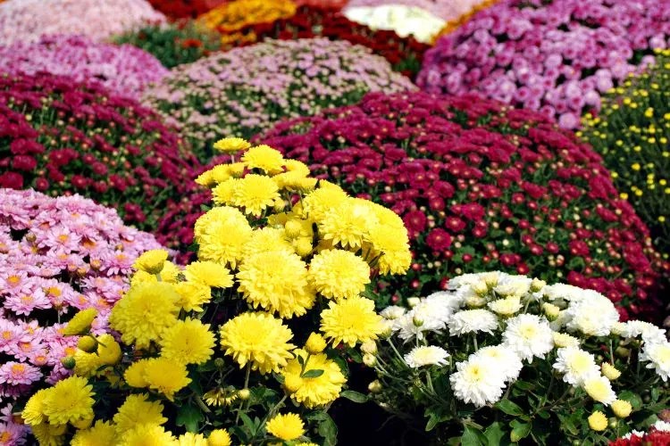 Ultimate Guide to Chrysanthemum Care and Types of Mums
