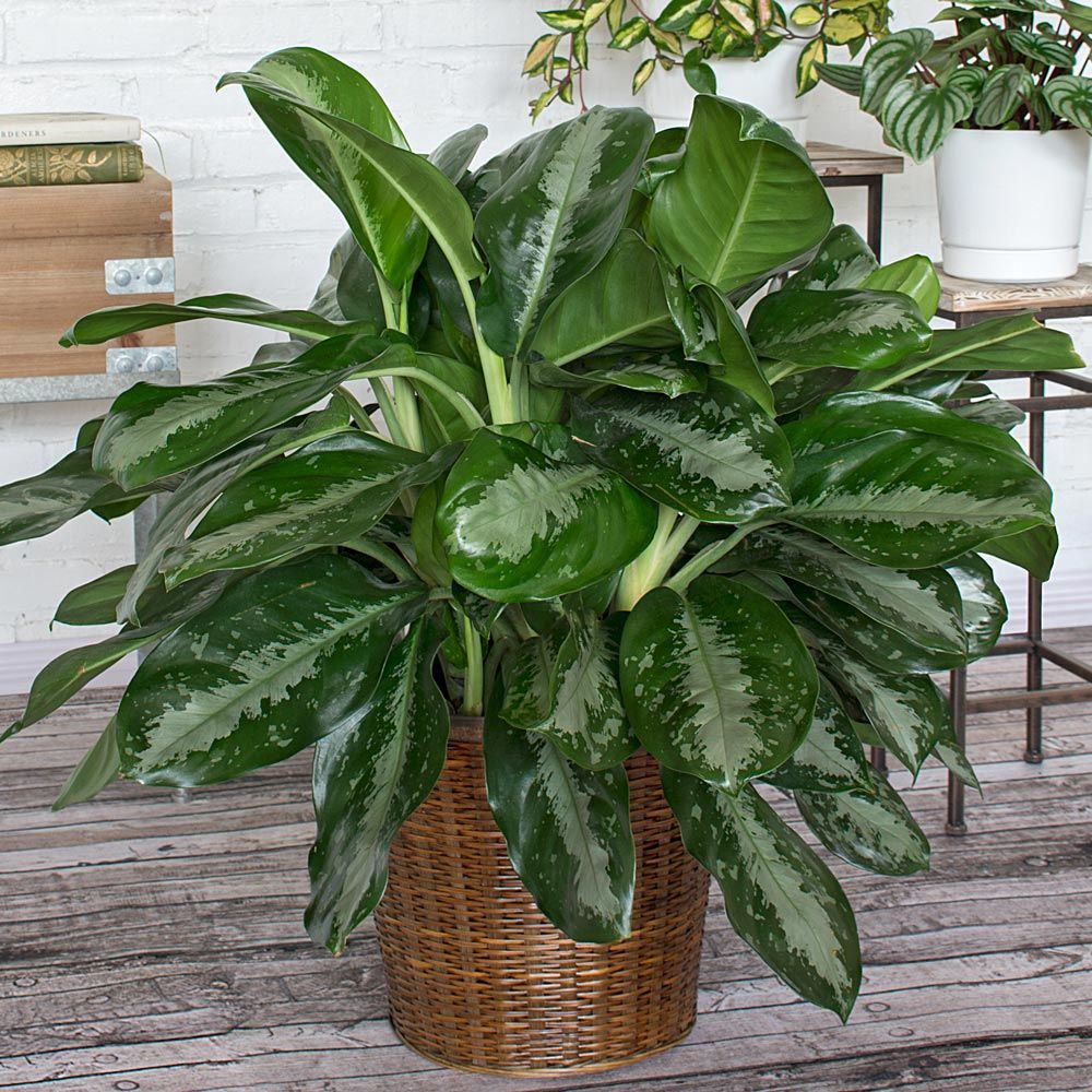 House Plants Image Gallery
