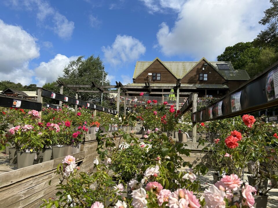 The History of Wych Cross Garden Centre Coolings Garden Centre