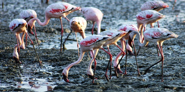 Flamingo Facts Flamingos For Kids Cool Kid Facts