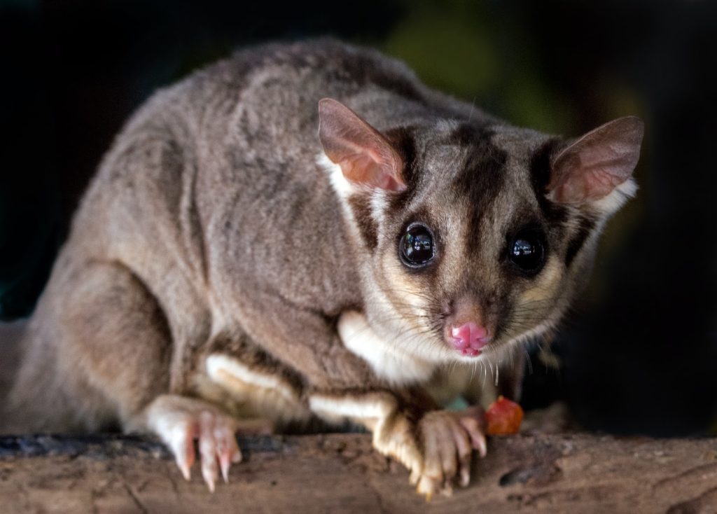 10 Sugar Glider Facts for Kids Cool Kid Facts
