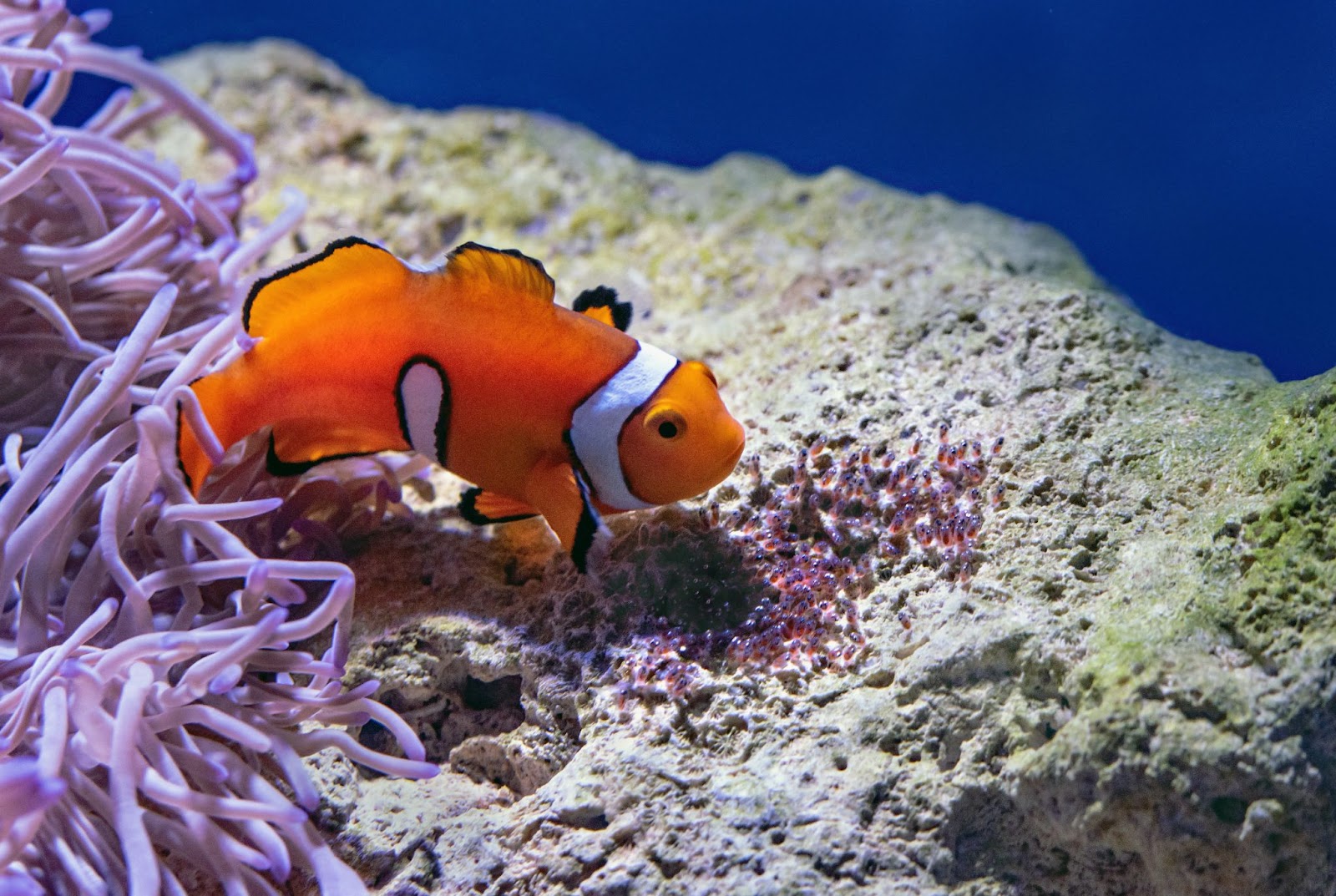 10 Interesting Facts About Clownfish Cool Kid Facts