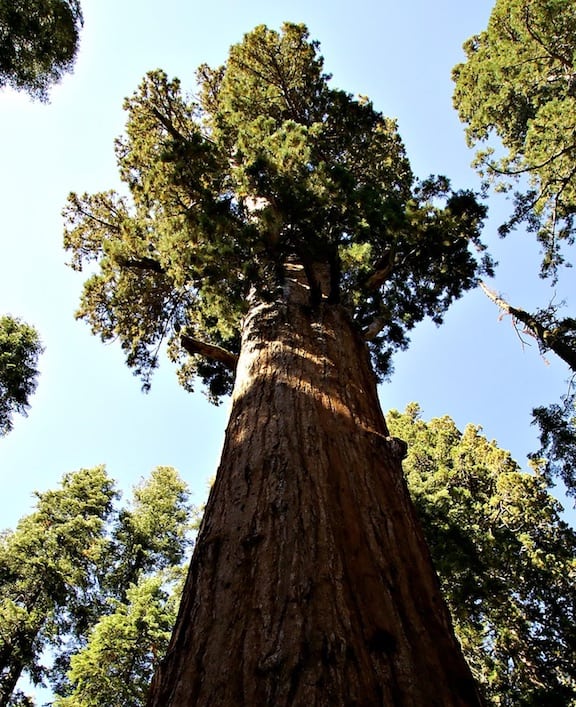Can I Grow a Sequoia in My Backyard? Cool Plant Blog